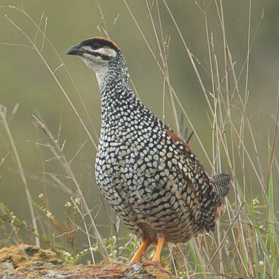 Chinese Francolin