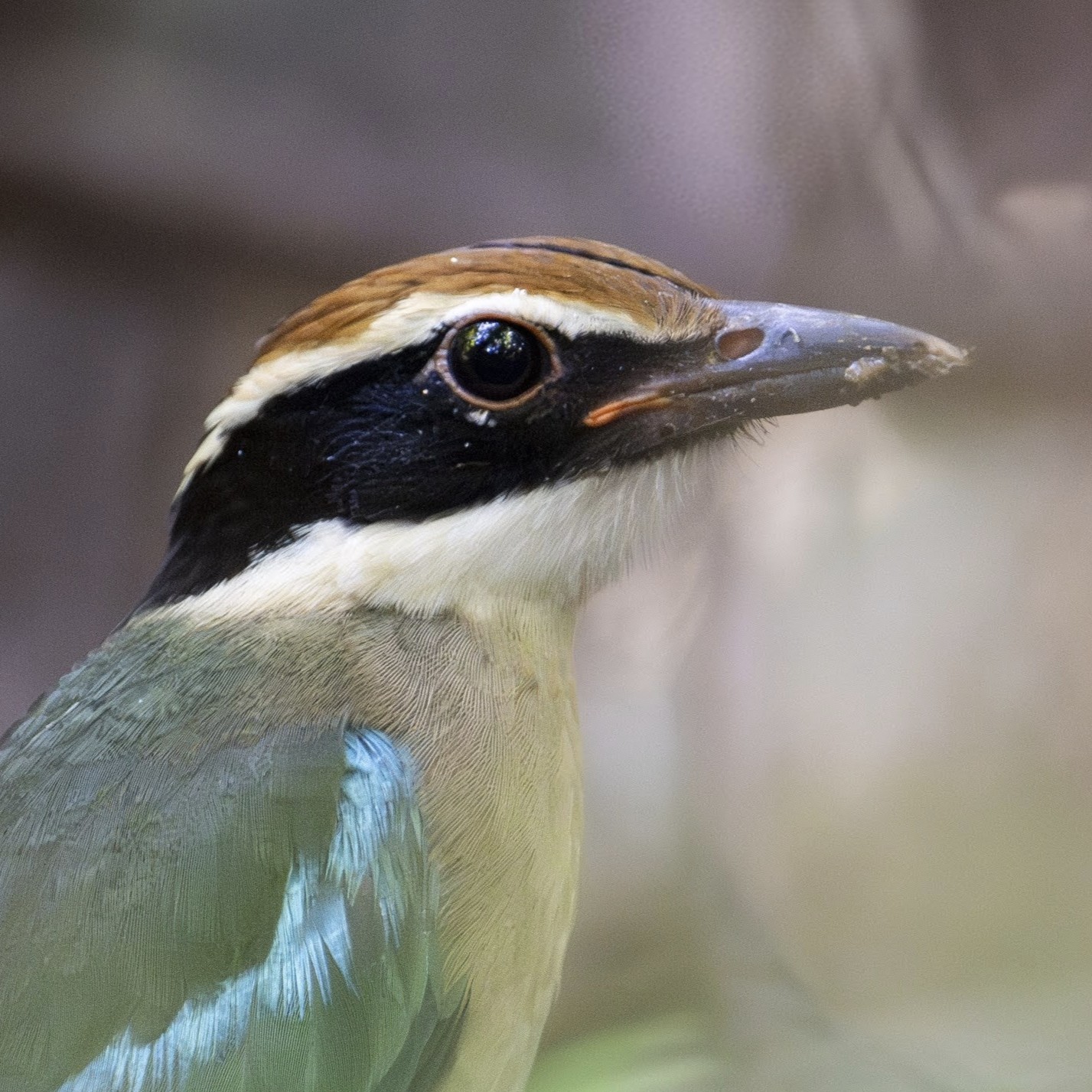 Fairy Pitta