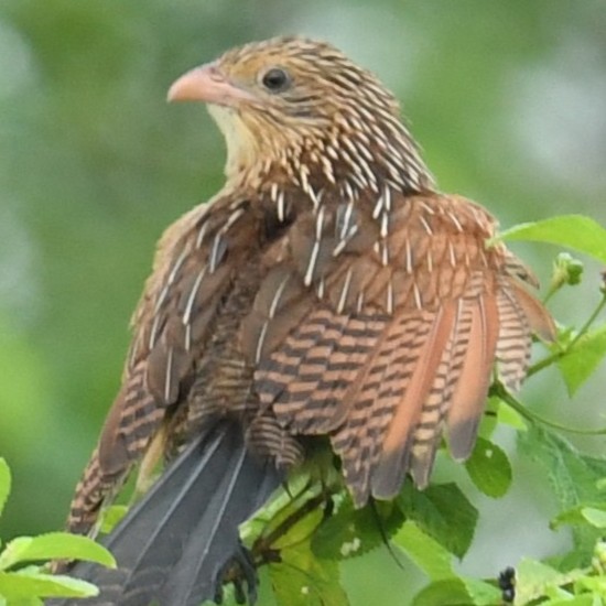 Lesser Coucal