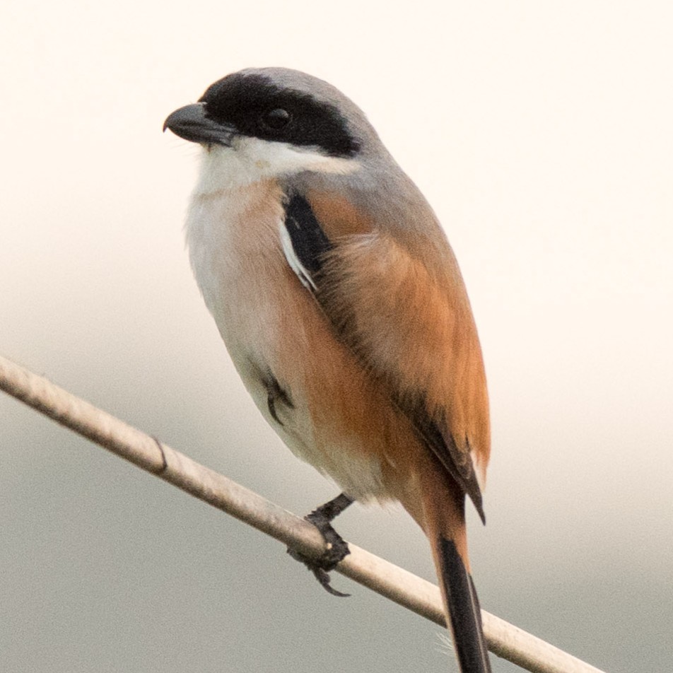 Long-tailed Shrike