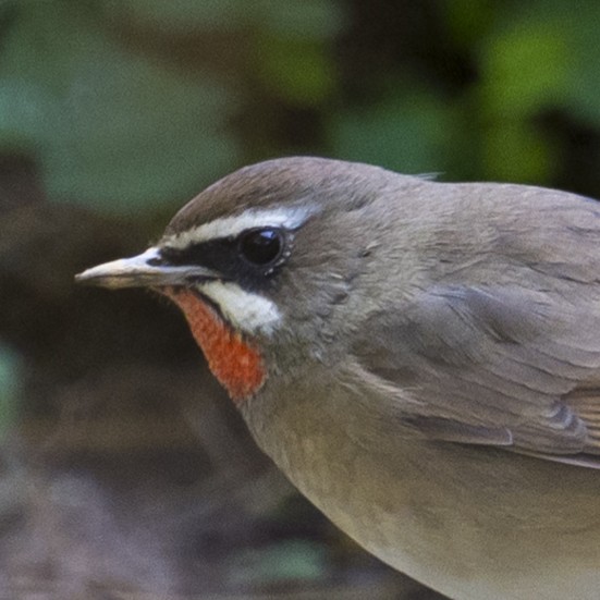 Siberian Rubythroat