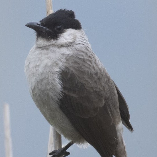 Sooty-headed Bulbul