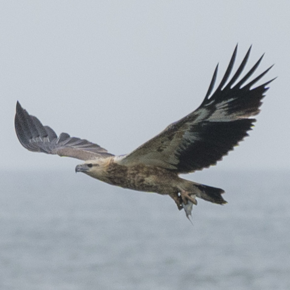 White-bellied Sea Eagle