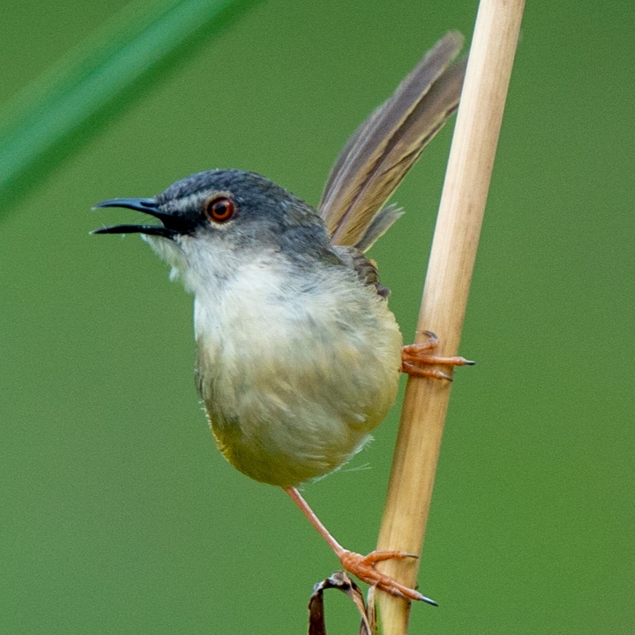 Yellow-bellied Prinia