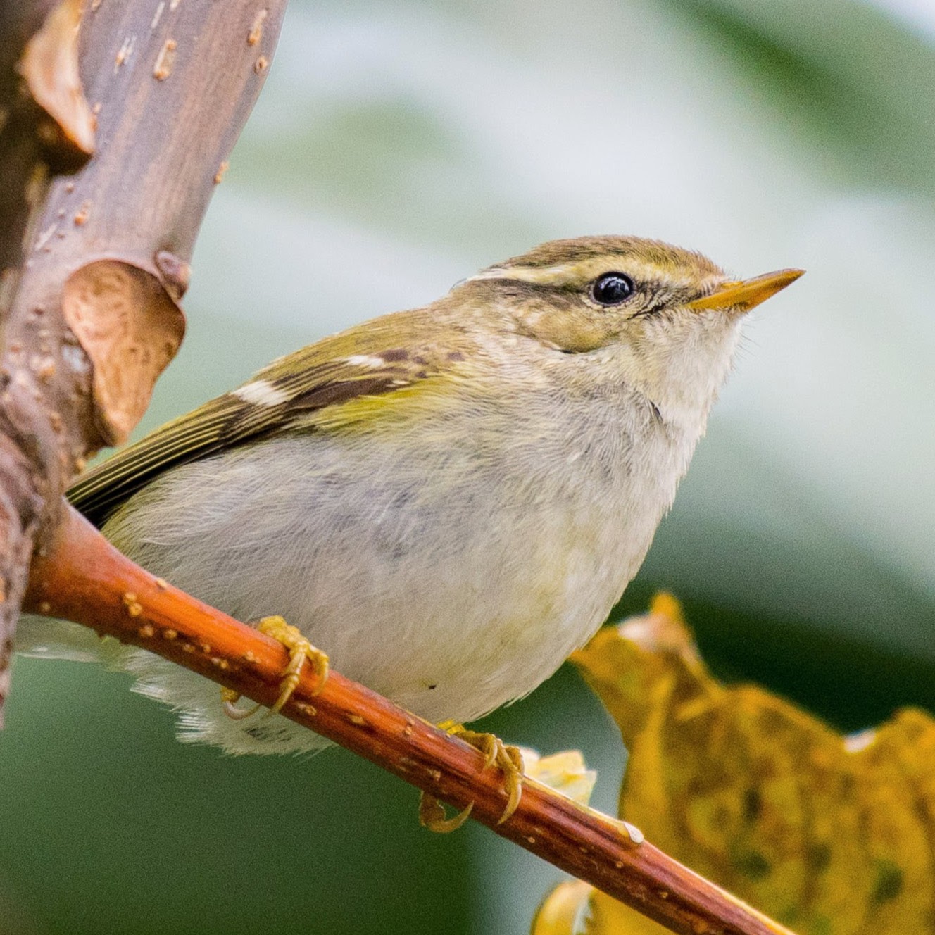 Yellow-browed Warbler